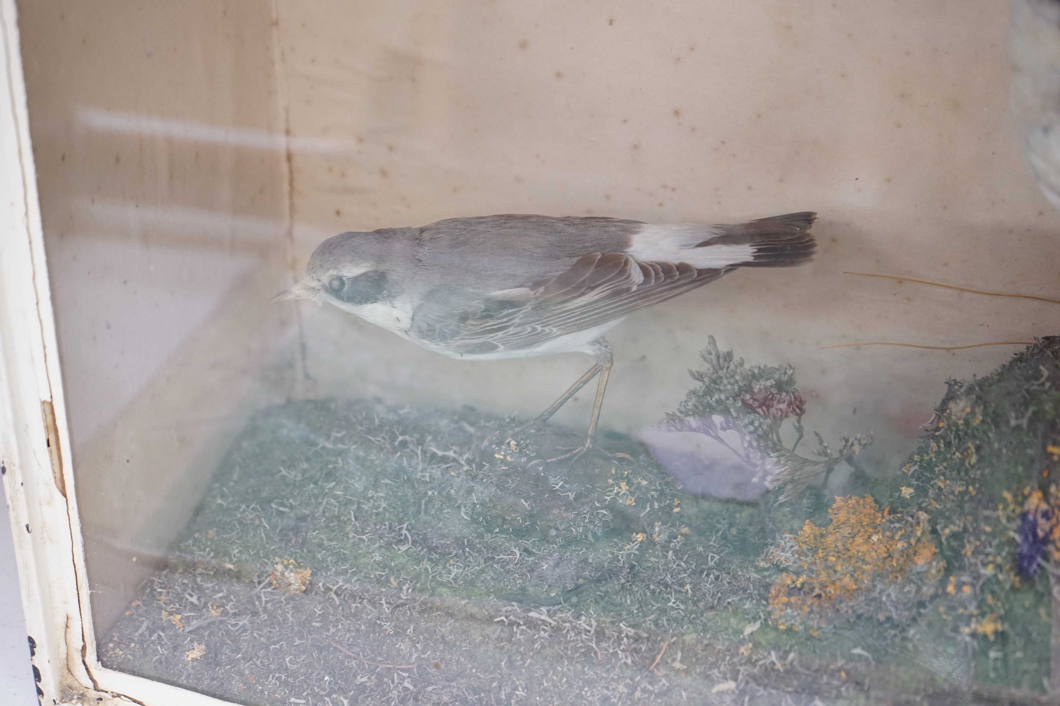 A taxidermic case of three Wheatear birds, case 51cms wide x 40cms high